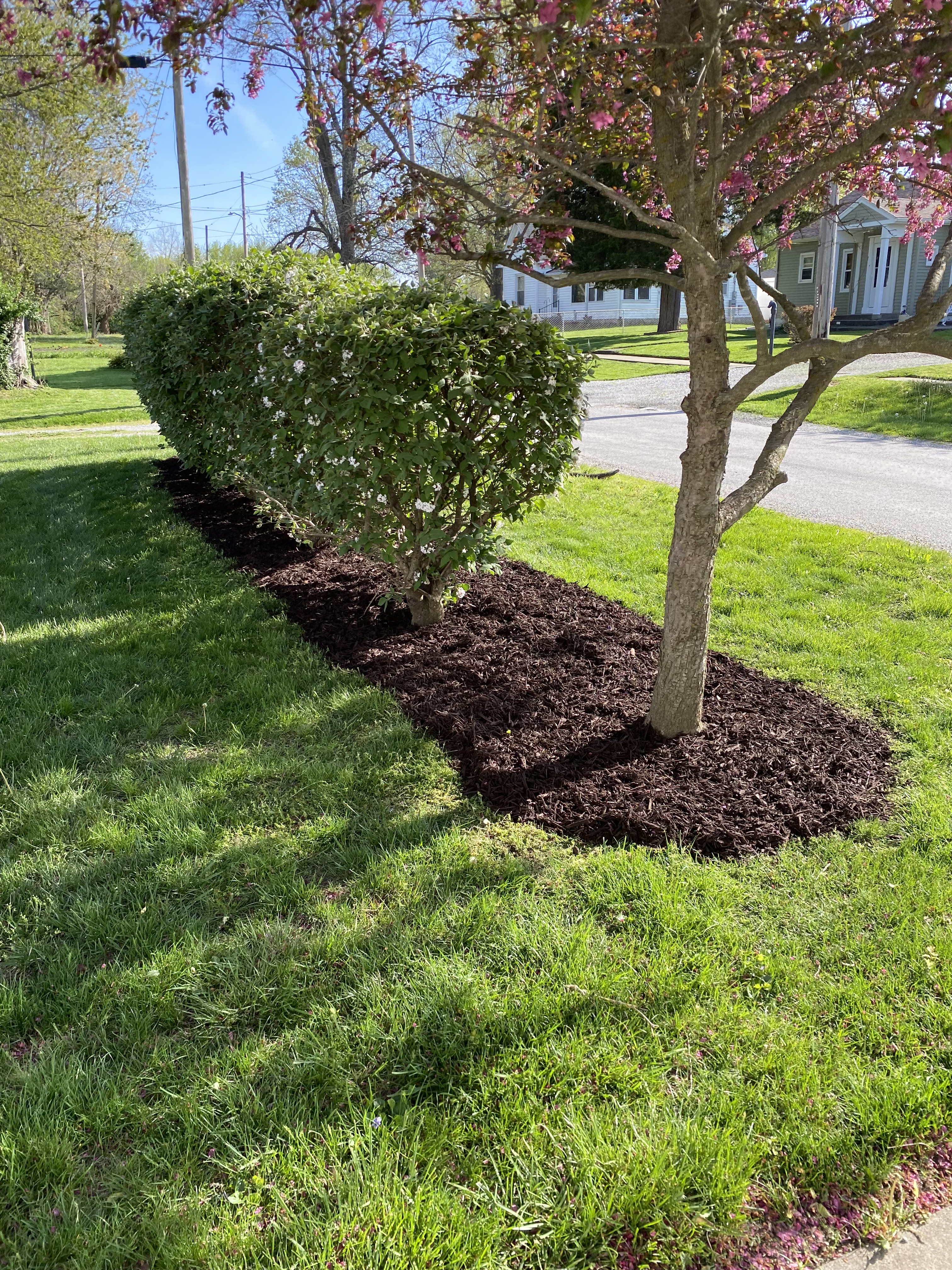 Fresh mulch around trimmed shrubs and a flowering tree