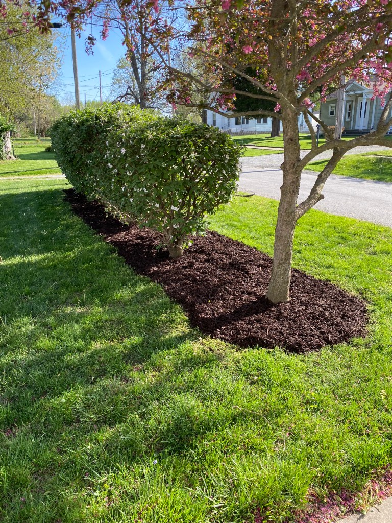 Fresh mulch around trimmed shrubs and a flowering tree